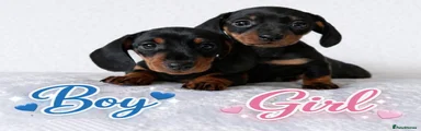 Miniature Dachshund Puppy 1