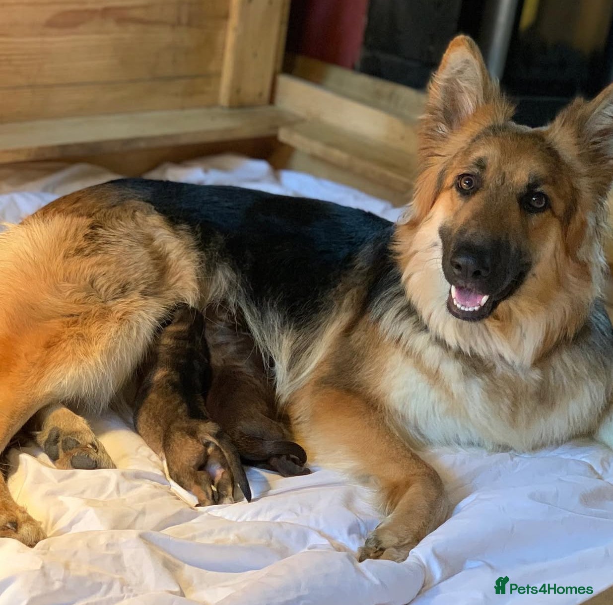 German Shepherd dogs KC fully health tested parents straight backed  - Advert 1