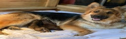 German Shepherd dogs for sale: KC fully health tested parents straight backed  - Advert 1