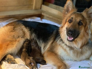 German Shepherd dogs KC fully health tested parents straight backed - Advert 2