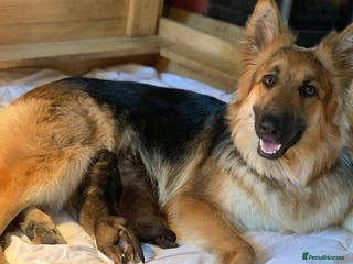 German Shepherd dogs KC fully health tested parents straight backed - Advert 15