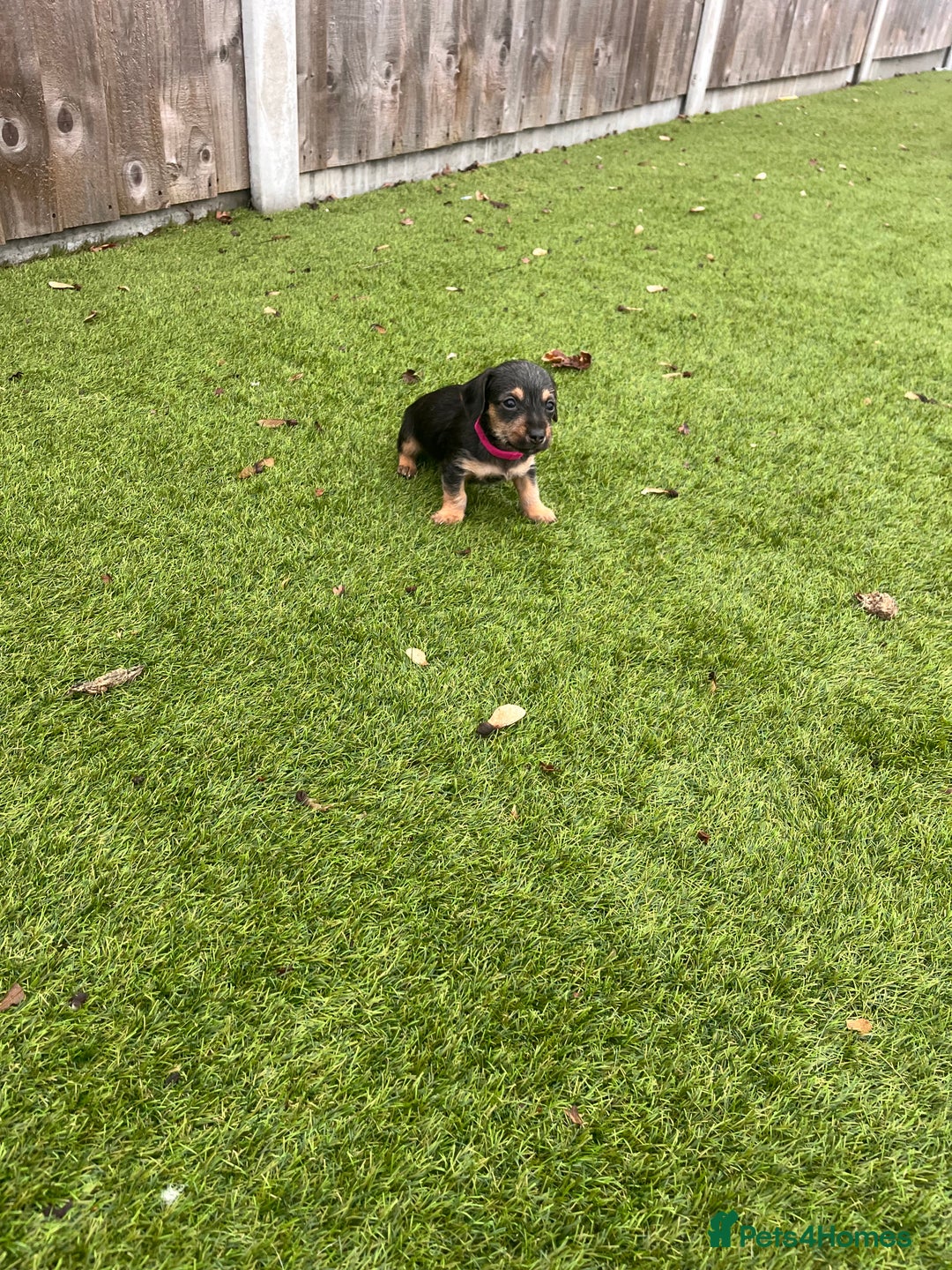 Mixed Breed dogs for sale: 5 beautiful jackshund puppies for sale - Advert 16