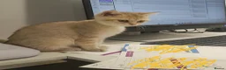 British Shorthair cats for sale: Pedigree Golden British Shorthair Kitten READY! - Advert 10