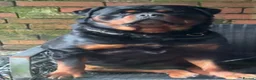 Rottweiler dogs for sale: PREGNANCY CONFIRMED — WAITING LIST NOW OPEN - Advert 12