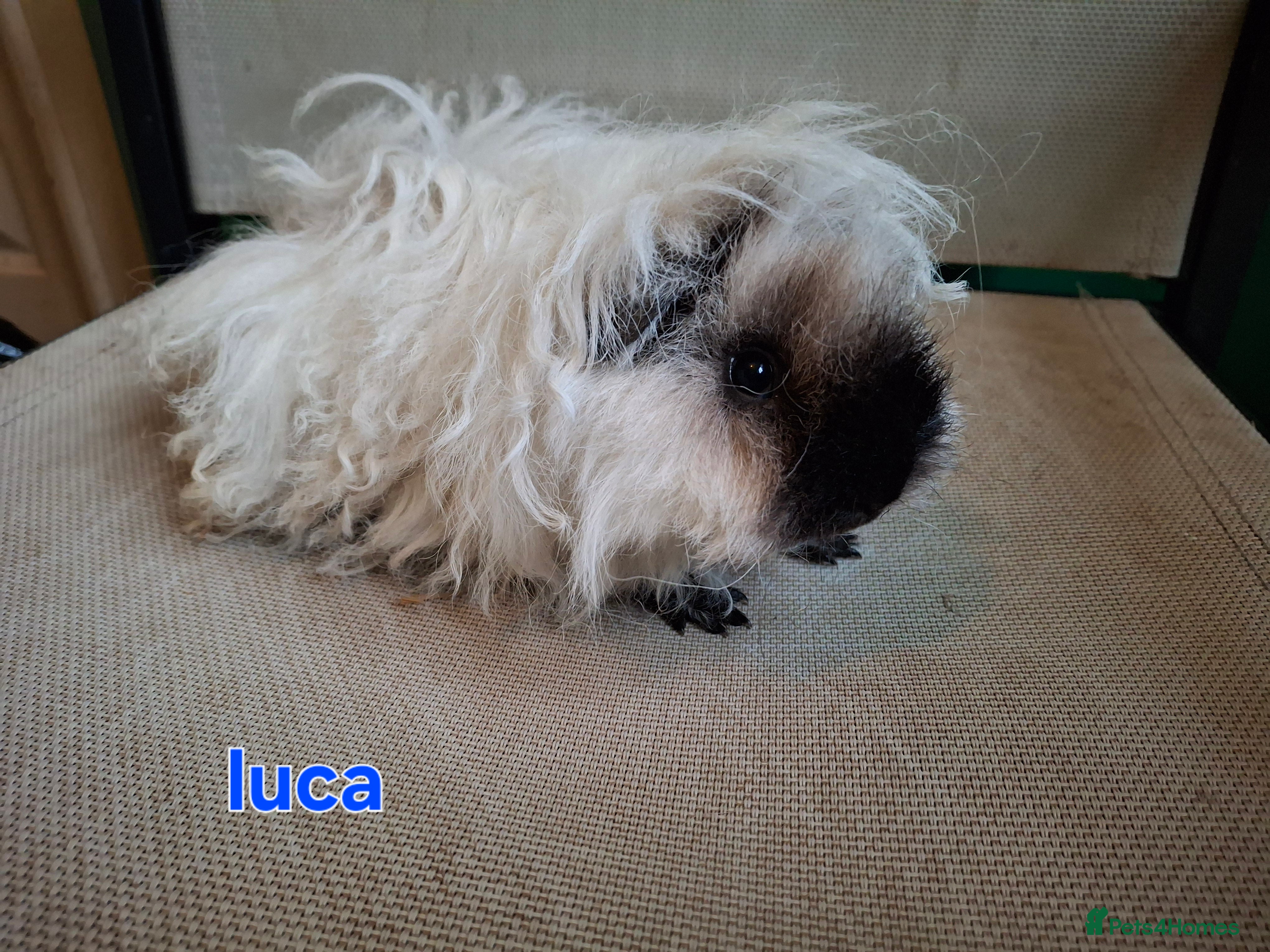 Guinea Pig rodents Lunkarya - Advert 9