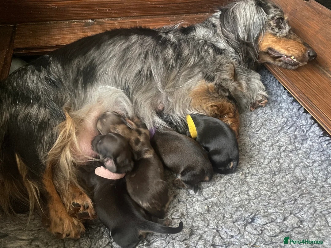 Miniature Dachshund dogs for sale: Adorable playful puppies - Advert 8