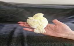 Parakeets birds for sale: Hand-reared Kakariki Chicks  - Image 7