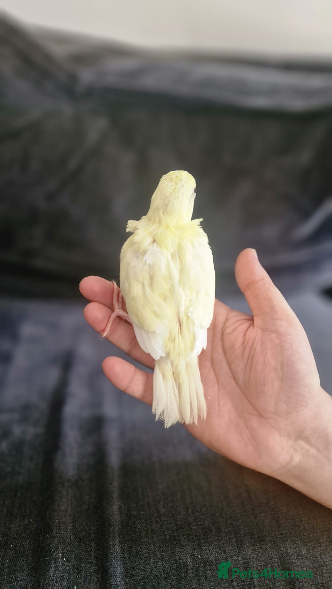 Parakeets birds for sale: Hand-reared Kakariki Chicks  - Image 7