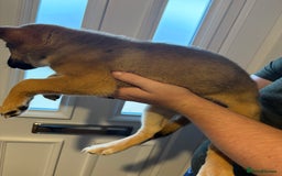 Mixed Breed dogs for sale: Siberian husky cross belgian malinois - Image 25