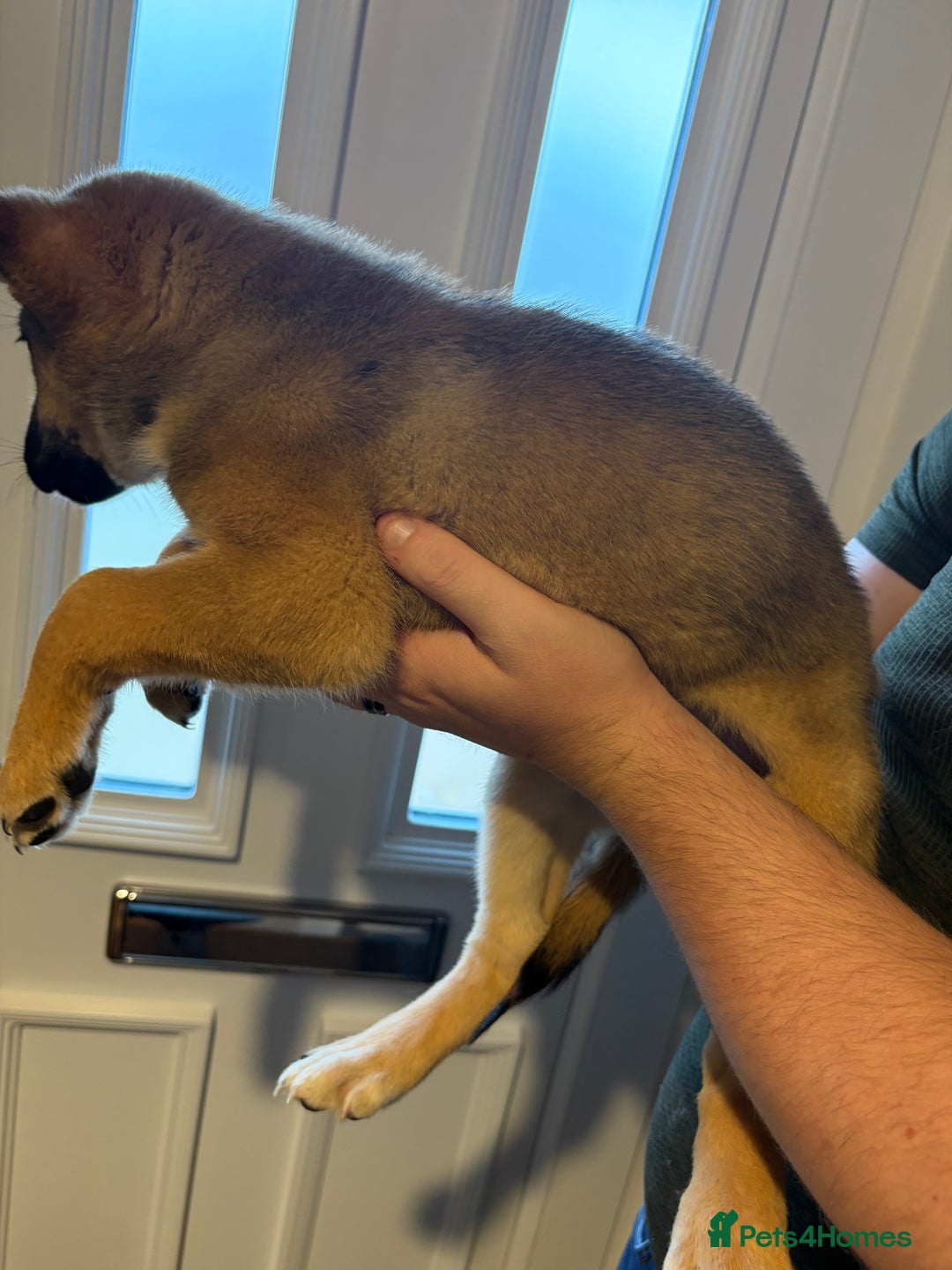 Mixed Breed dogs for sale: Siberian husky cross belgian malinois - Image 25