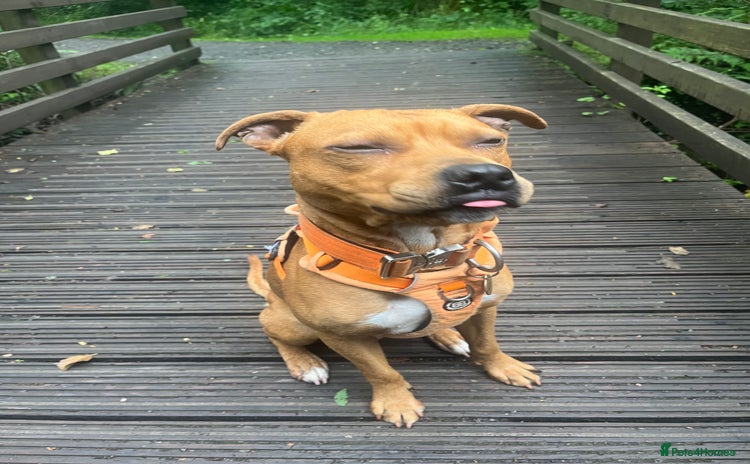 Mixed Breed dogs for sale - Advert 1