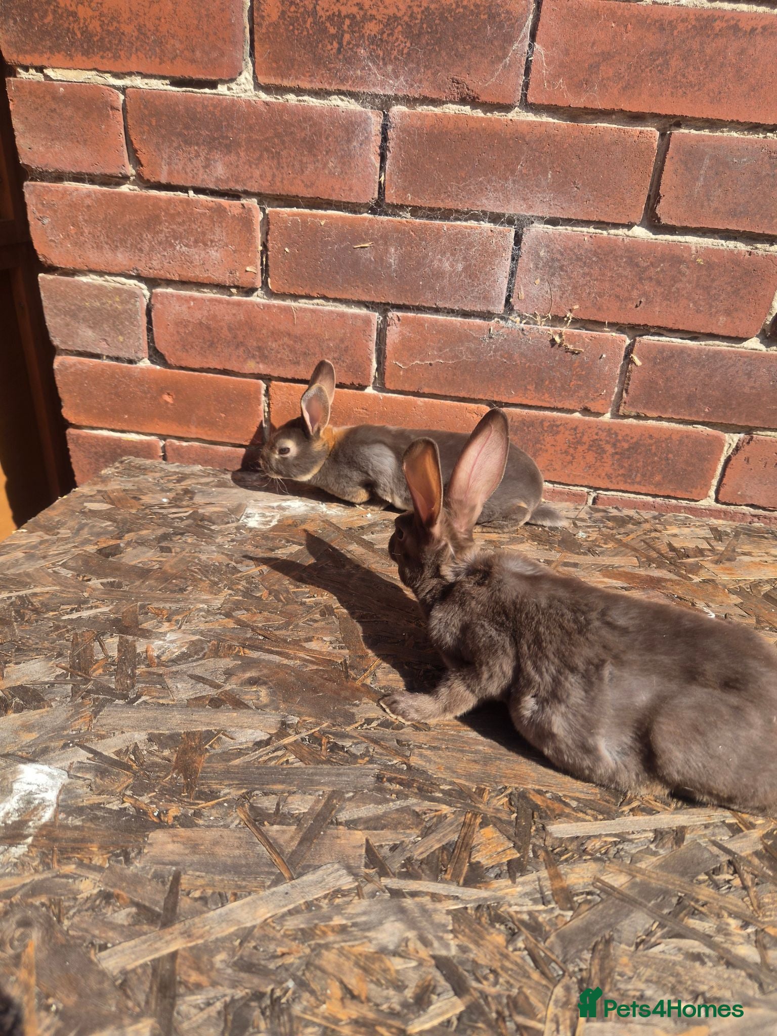 Rex rabbits Beautiful Mini Rex Baby Bunnies Litter - Advert 7
