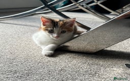 Domestic Shorthair cats for sale: Chloe and Zoe - Image 7