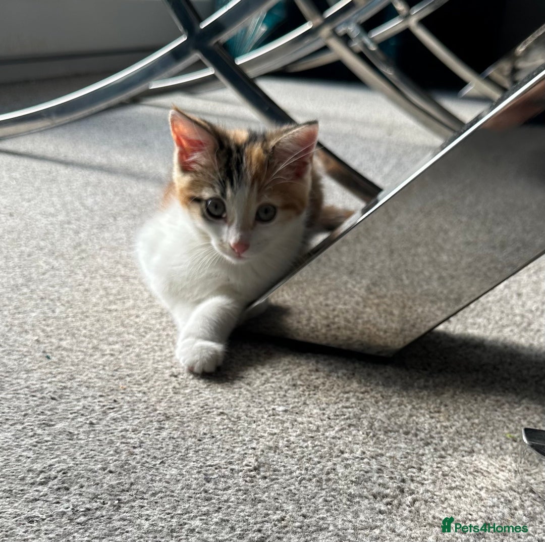 Domestic Shorthair cats for sale: Chloe and Zoe - Image 7