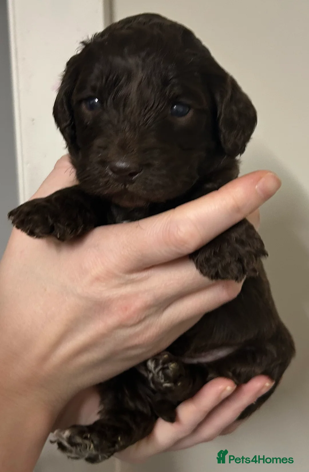Cockapoo dogs for sale: Beautiful F2 Cockapoo puppies 🏡🐶  - Advert 30
