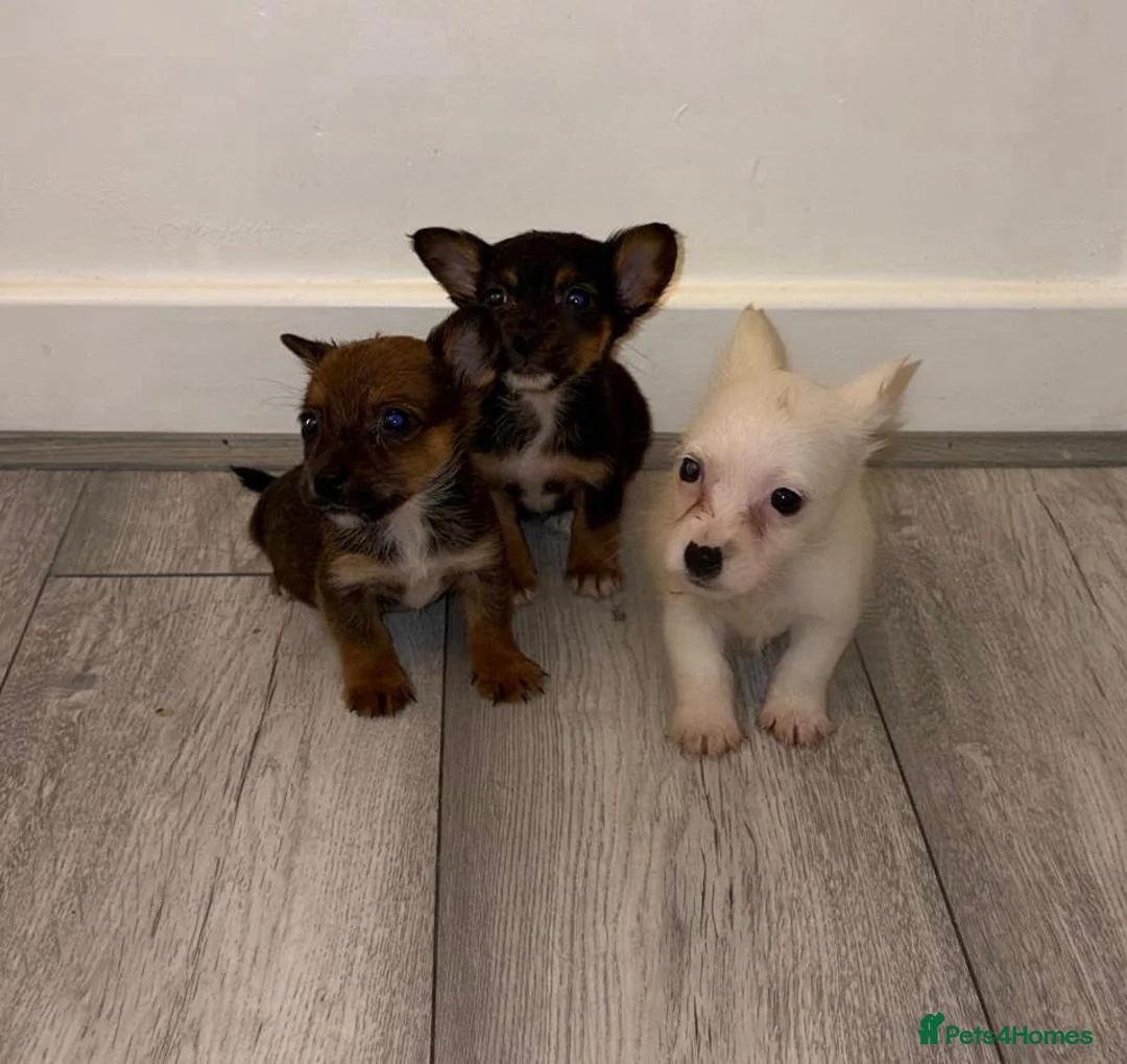 Chihuahua dogs for sale: Chihuahua Puppies  - Advert 6