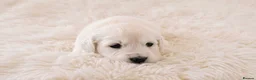 Golden Retriever dogs for sale: Newmiller Retrievers - One Boy Avaliable  - Advert 21