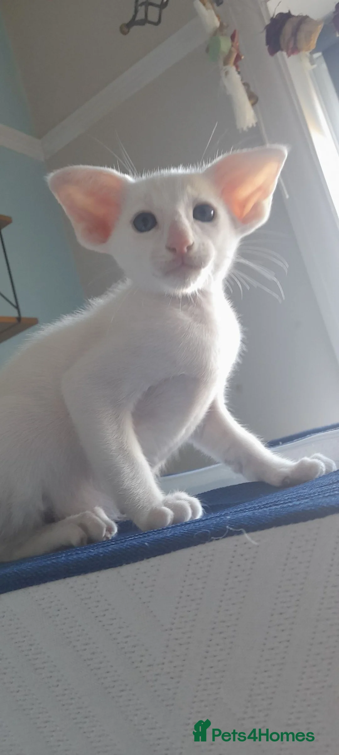 Oriental cats for sale: Oriental brush and smooth hair in Felixstowe - Advert 6