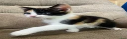 Mixed Breed cats for sale: 5 Gorgeous Kittens in Halifax - Advert 14