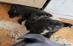 Mixed Breed dogs for sale: american akita cross puppies, 3 male 3 female - Advert 5