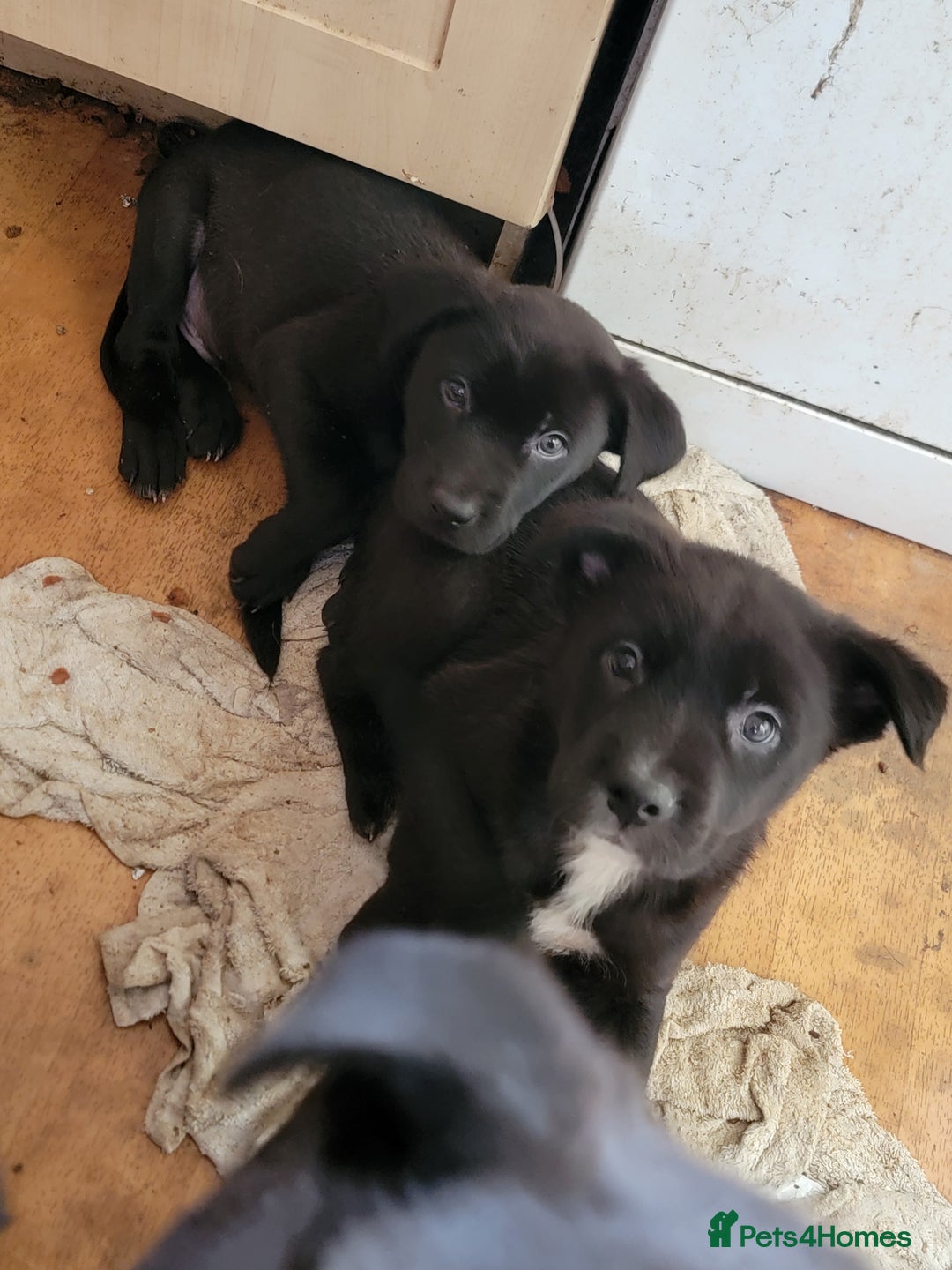 Mixed Breed dogs for sale: american akita cross puppies, 3 male 3 female - Advert 5