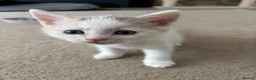 Domestic Shorthair cats for sale: Female Calico kitten  in Crewe - Advert 3