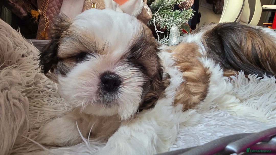 Shih Tzu dogs for sale: Two Shih Tzu female - Advert 20