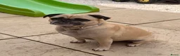 Frug dogs for sale: Loving frug  - Advert 1
