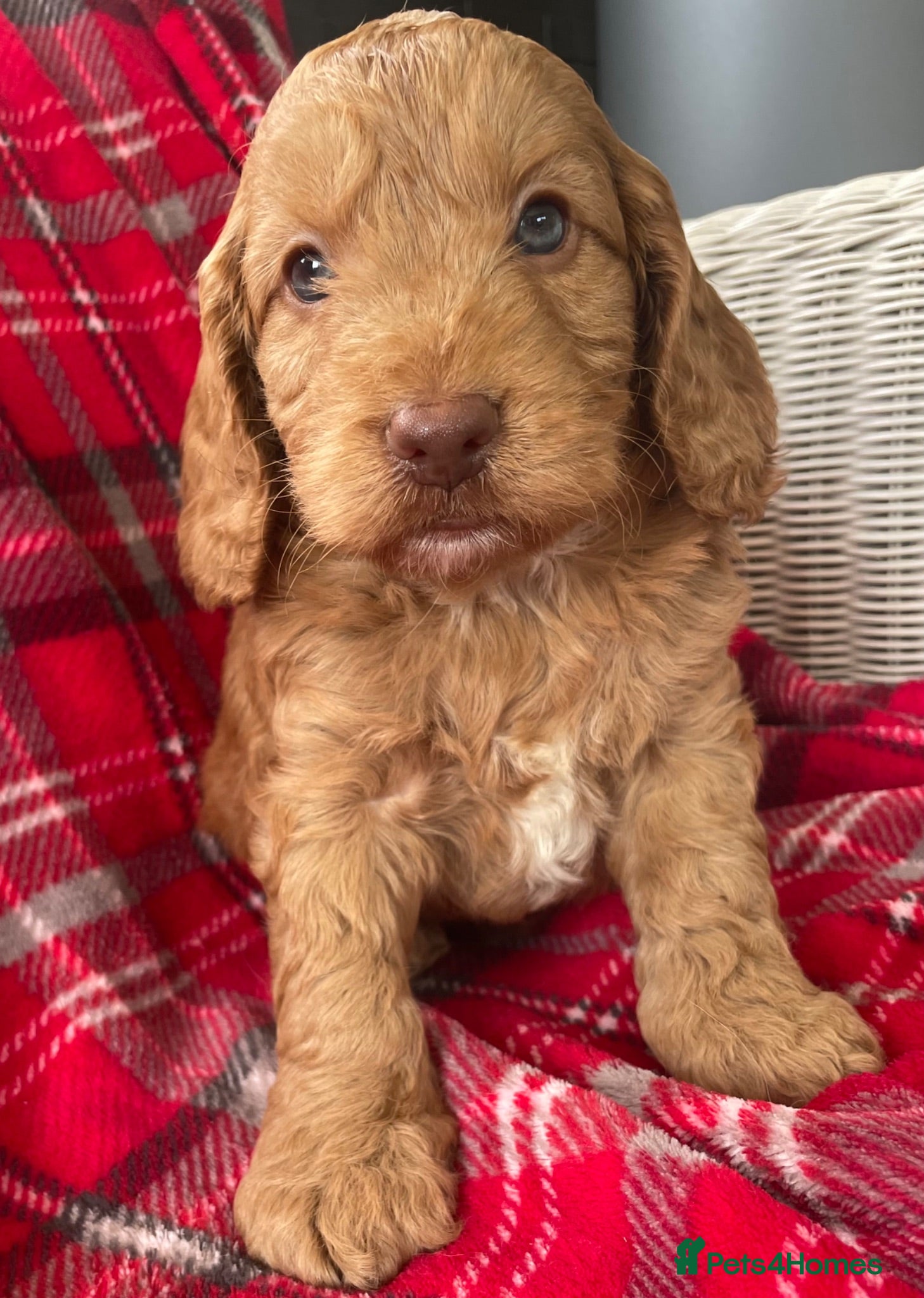 Cockapoo dogs SHOW TYPE MINIATURE F1 COCKAPOO PUPPIES - Advert 2