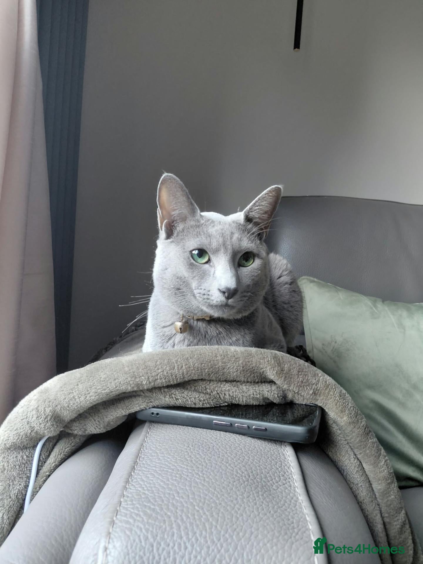 Russian Blue cats 🐾 Beautiful Russian Blue Kittens 🐾 - Advert 2