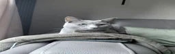 Russian Blue cats for sale: 🐾 All Kittens Reserved 🐾 - Advert 15