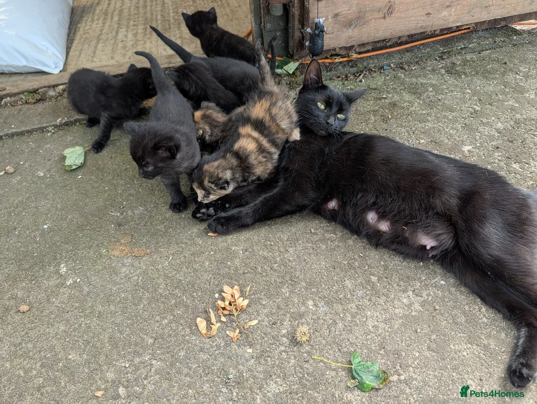 Mixed Breed cats for sale: 😺8 Stunning Tortoiseshell Kittens Finding Homes❤️ - Advert 2