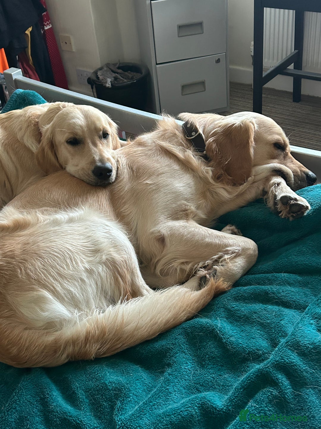 Golden Retriever dogs for sale: Pure breed, show line, ready 23/12/25  - Advert 3