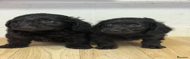 Doxiepoo 2