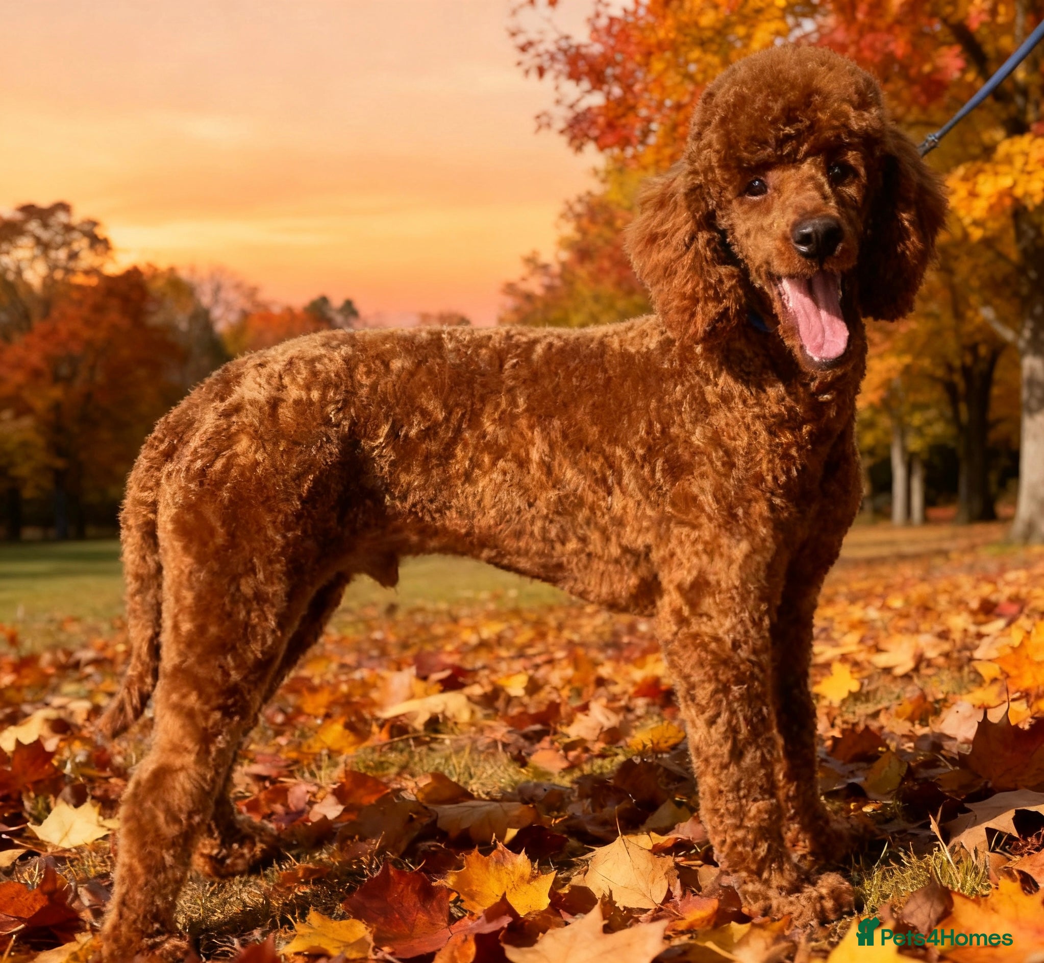 Miniature Poodle dogs Health tested red kc miniature poodle stud  in Doncaster - Advert 1