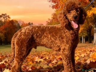 Miniature Poodle dogs Health tested red kc miniature poodle stud in Doncaster - Advert 8