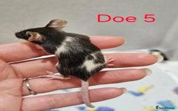 Mouse rodents for sale: Fancy Mice  - Image 2