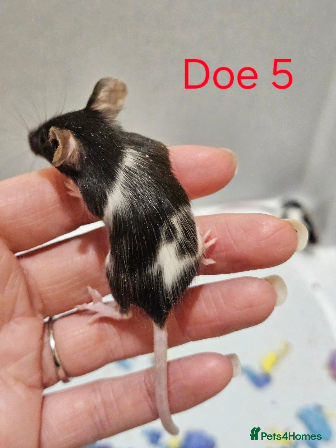 Mouse rodents for sale: Fancy Mice  - Image 2