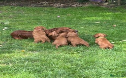 Irish Doodle dogs for sale: Irish doodles - Image 22