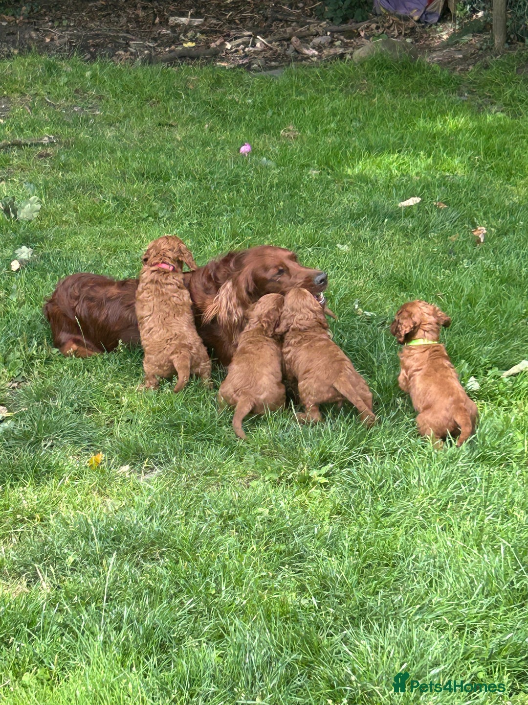 Irish Doodle dogs for sale: Irish doodles - Image 22