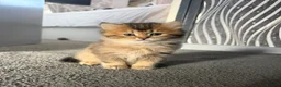 British Longhair cats for sale: British semi haired kittens  - Advert 5