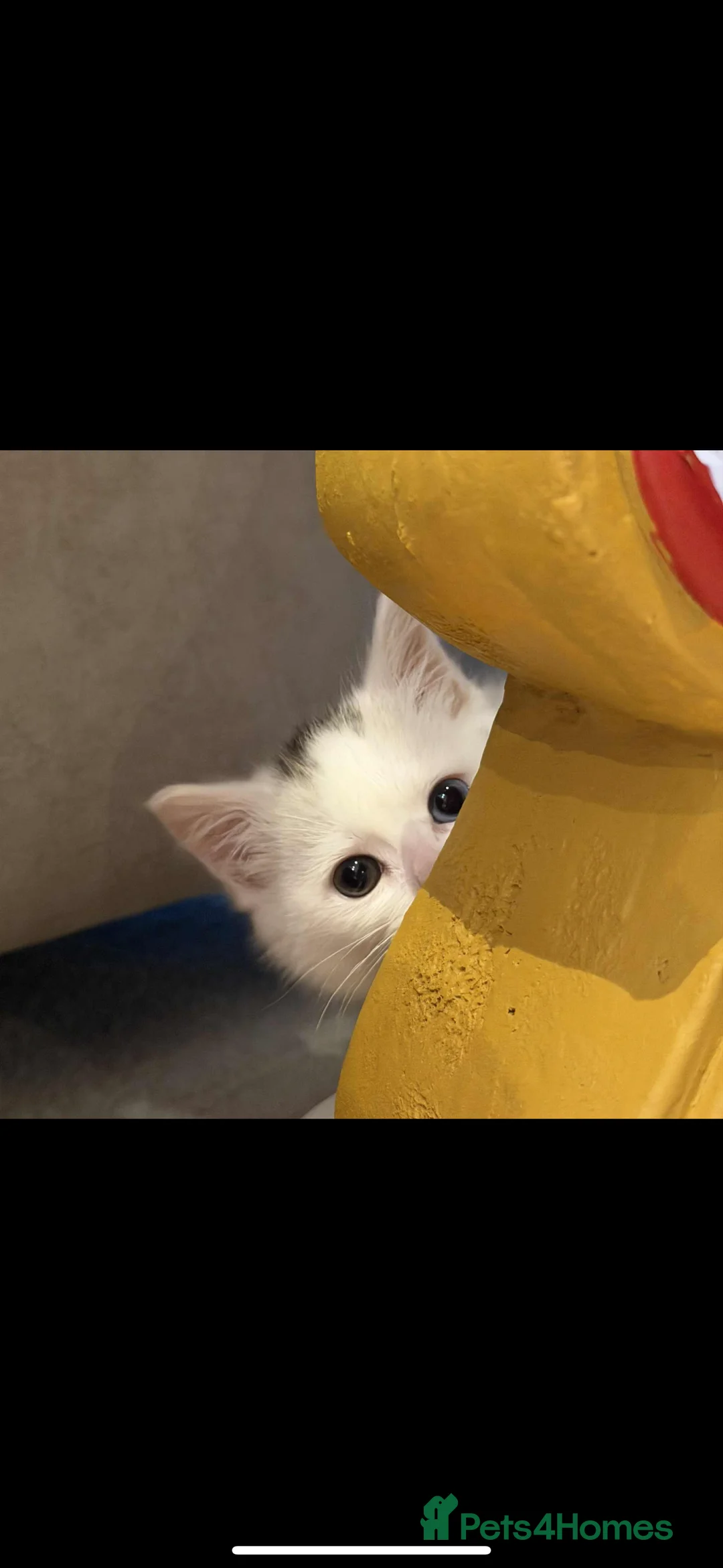 Mixed Breed cats for sale: Gorgeous blue and green eyed white kitten - Advert 7