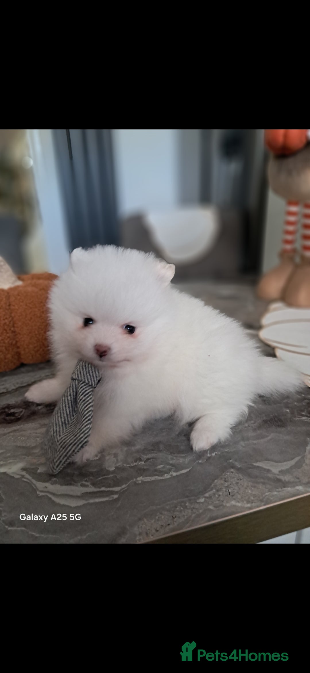Pomeranian dogs for sale: Handsome Pomeranian - Image 12