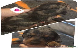 Dachshund dogs for sale: Miniature dachshund puppy’s for sale  - Image 8