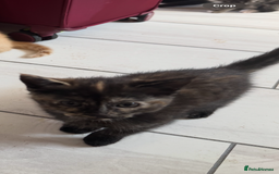 Mixed Breed cats for sale: Gorgeous Ragdoll Mix Kittens Ready for Loving Home - Image 8
