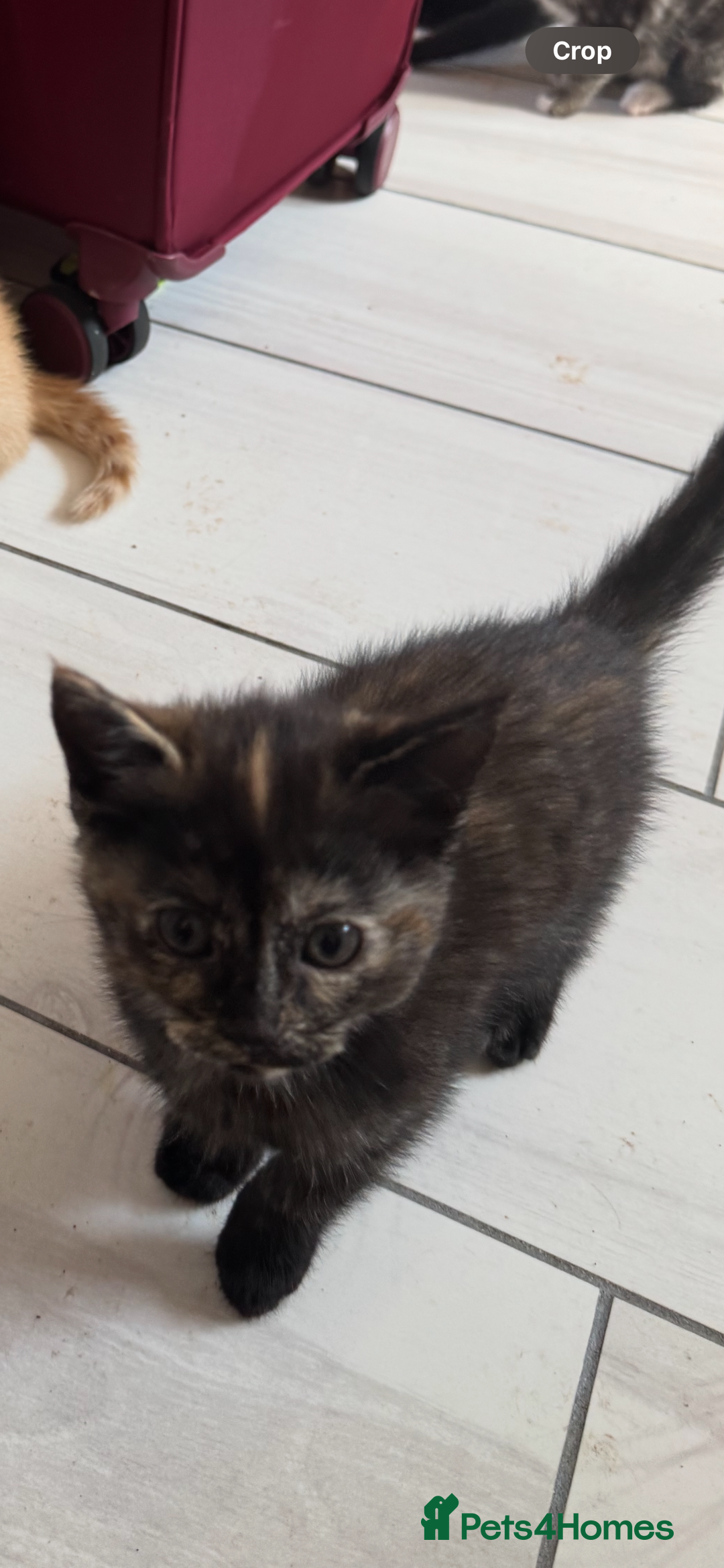 Mixed Breed cats for sale: Gorgeous Ragdoll Mix Kittens Ready for Loving Home - Image 8