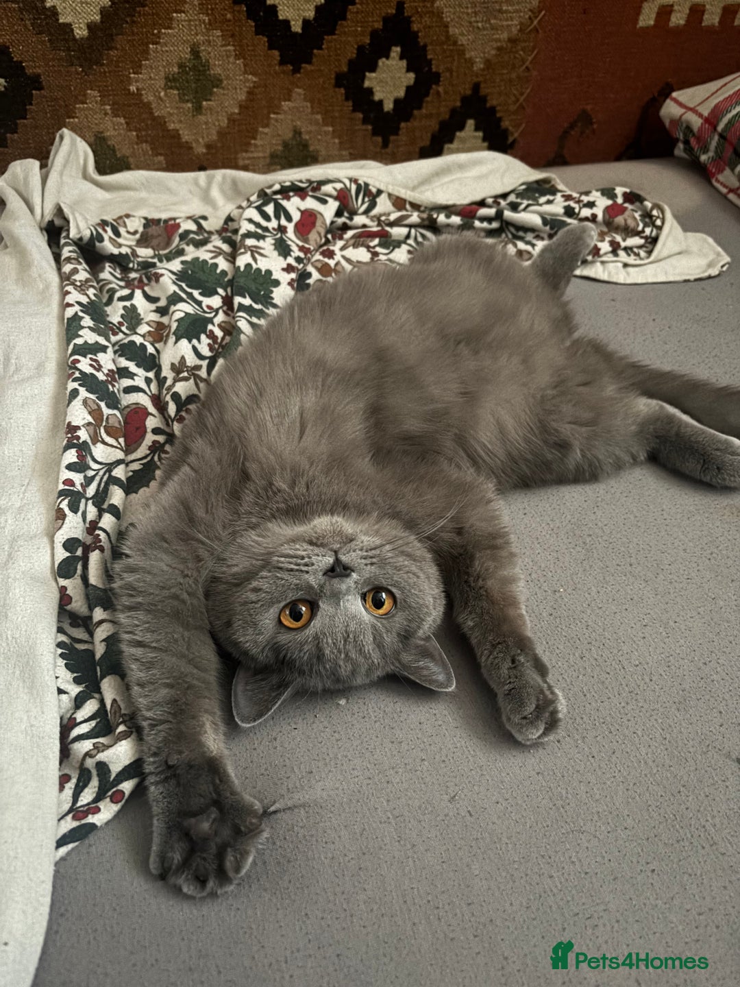 British Shorthair cats for sale: Blue/Lilac British Shorthair Kittens - Advert 14