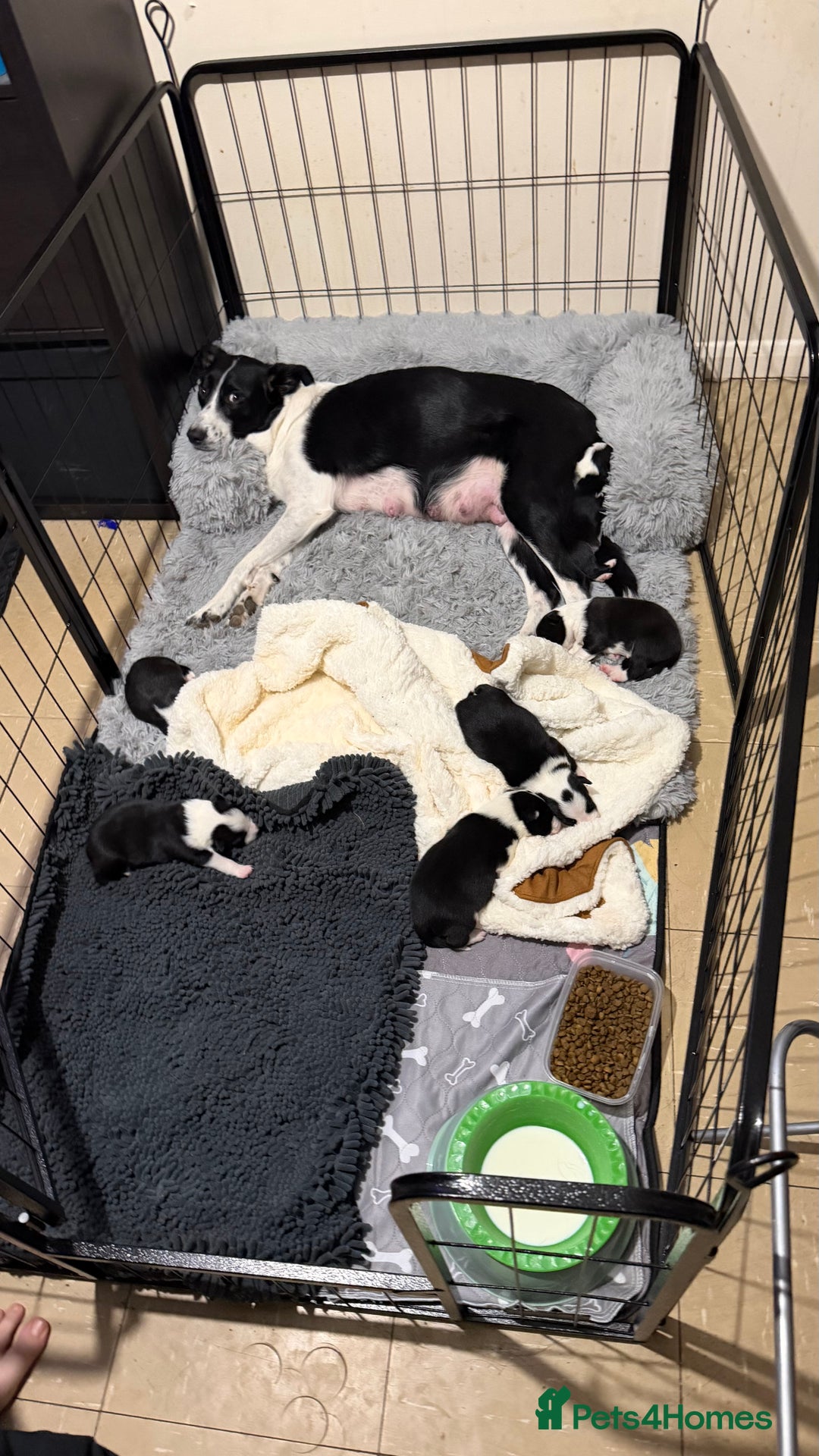 Border Collie dogs for sale: 2 border collie boys - Advert 5