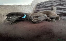 Mixed Breed dogs for sale: Labrador x Rottweiler  in Carmarthen - Image 1