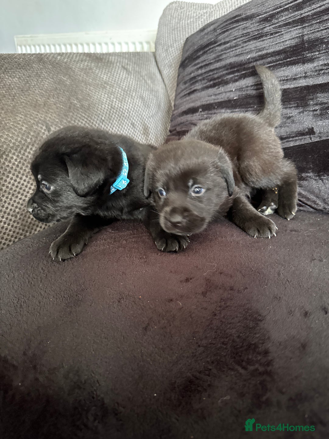 Mixed Breed dogs for sale: Labrador x Rottweiler  in Carmarthen - Image 1